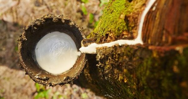 Xuất khẩu cao su tăng vọt cuối quý I, xu hướng có tiếp tục được duy trì?