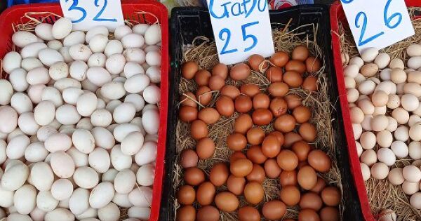 Giá gà và trứng lao dốc, người nuôi lỗ nặng