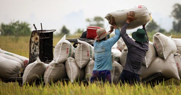 Giá gạo xuất khẩu tăng sau thời gian dài lao dốc
