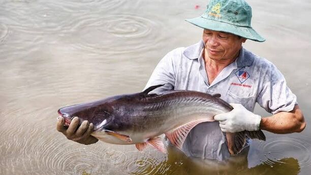 Cập nhật ANV
