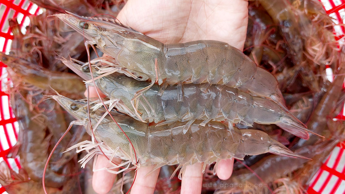 Ngành tôm trong 10T2025 và góc nhìn tích cực về FMC