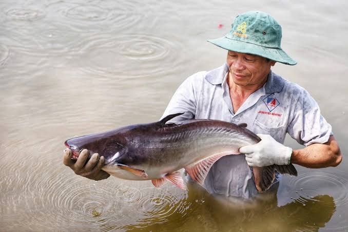 Cập nhật ANV